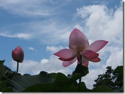 20120715岩出緑化センター・蓮