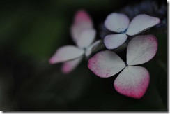 20120715高野山紫陽花