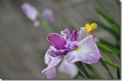 20120608菖蒲写真