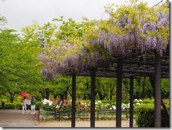 20130421藤棚