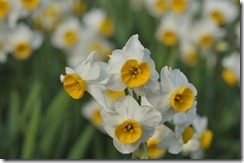 20130203和歌山城水仙―１