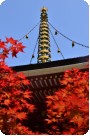 20110816高野山紅葉.jpg
