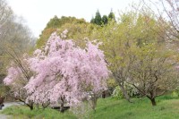 しだれ桜.jpg