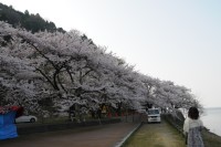 湖岸桜.jpg