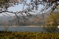 湖岸桜遠景.jpg